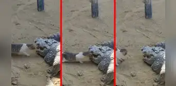 Gatito osado se mete en las fauces de un cocodrilo para sacar un pedazo de carne Gatito osado se mete en las fauces de un cocodrilo para sacar un pedazo de carne