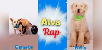 ¡Adóptalos ya! Albergue de perritos lanza rap Pokémon para encontrarles hogar a 150 animalitos ¡Adóptalos ya! Albergue de perritos lanza rap Pokémon para encontrarles hogar a 150 animalitos