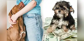 ¿Puedo dejarle mi herencia a mi mascota en Perú? Esto dice una especialista ¿Puedo dejarle mi herencia a mi mascota en Perú? Esto dice una especialista