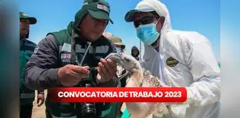 ¿Egresado o titulado? Serfor ofrece convocatoria de trabajo con sueldos de hasta 6.000 soles ¿Egresado o titulado? Serfor ofrece convocatoria de trabajo con sueldos de hasta 6.000 soles