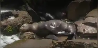 Miraflores: hallan lobo marino herido en playa Punta Roquitas y bañistas piden ayuda para rescatarlo Miraflores: hallan lobo marino herido en playa Punta Roquitas y bañistas piden ayuda para rescatarlo