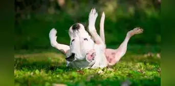 ¿Por qué razones los perros se revuelcan y frotan su espalda contra el piso? ¿Por qué razones los perros se revuelcan y frotan su espalda contra el piso?
