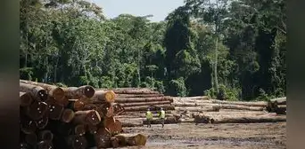 La trazabilidad de la madera: herramienta de bienestar económico, ambiental y social