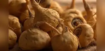 Maca: beneficios, propiedades y contraindicaciones