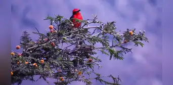 Conociendo nuestras aves