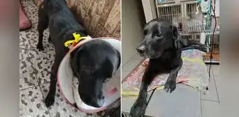 Piden ayuda para Negrito, un perro con problemas de piel que fue rescatado de una calle en Los Olivos Piden ayuda para Negrito, un perro con problemas de piel que fue rescatado de una calle en Los Olivos
