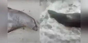 Barranco: auxilian a lobo marino varado en la playa Punta Roquitas Barranco: auxilian a lobo marino varado en la playa Punta Roquitas