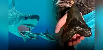 Niña de 9 años encuentra diente de megalodón, el tiburón más grande de la historia Niña de 9 años encuentra diente de megalodón, el tiburón más grande de la historia