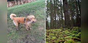 Perrita va a buscar un palito de madera para jugar, pero regresa con un objeto sexual Perrita va a buscar un palito de madera para jugar, pero regresa con un objeto sexual
