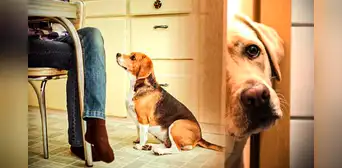 ¿Por qué mi perro me sigue a todos lados? Estas son las razones por las que está ‘pegado’ a ti ¿Por qué mi perro me sigue a todos lados? Estas son las razones por las que está ‘pegado’ a ti