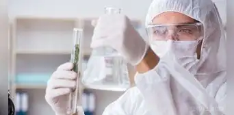 Conoce la universidad peruana que investiga productos de cannabis