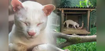 ¿Qué animal fue encontrado en Colombia y por qué se le considera único en el mundo? ¿Qué animal fue encontrado en Colombia y por qué se le considera único en el mundo?
