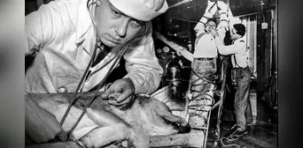 Los macabros experimentos de Robert Cornish, el científico que revivió perros y quiso probarlo en humanos Los macabros experimentos de Robert Cornish, el científico que revivió perros y quiso probarlo en humanos