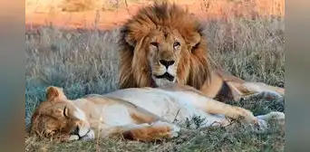 Leo y Muñeca: leones que fueron rescatados de circo peruano y estuvieron juntos hasta la muerte Leo y Muñeca: leones que fueron rescatados de circo peruano y estuvieron juntos hasta la muerte