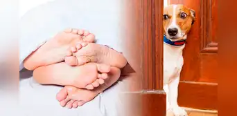 ¿Puedo tener sexo frente a mi mascota? Esto dicen las expertas
