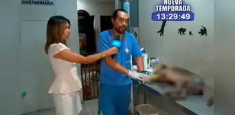 Fallece Clavito, el perrito que se quemó en el incendio del Mercado de Flores