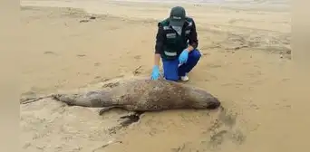 Senasa: confirman muerte de 3 lobos marinos y un delfín a causa de la gripe aviar