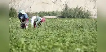 Demanda agrícola se contraería en 10% por impacto de cuarentena Demanda agrícola se contraería en 10% por impacto de cuarentena