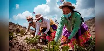 Proponen la entrega de un bono a familias agricultoras afectadas por las heladas Proponen la entrega de un bono a familias agricultoras afectadas por las heladas