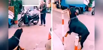 Rottweiler sorprende al quitarse la cadena y correr detrás de un hombre Rottweiler sorprende al quitarse la cadena y correr detrás de un hombre
