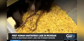 Confirman en Estados Unidos el primer caso humano de hantavirus en Míchigan Confirman en Estados Unidos el primer caso humano de hantavirus en Míchigan