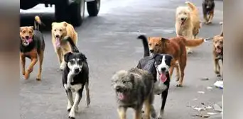 Aprueban norma que prioriza esterilización de perros y gatos Aprueban norma que prioriza esterilización de perros y gatos