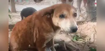 Conoce la triste historia de Porky, el perro callejero que sobrevivió a los maltratos