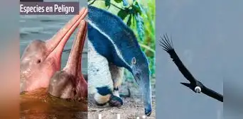 20 animales en peligro de extinción y extintos en Perú 2023 20 animales en peligro de extinción y extintos en Perú 2023