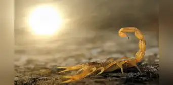¿Qué significa Soñar con alacranes? ¿Qué significa Soñar con alacranes?