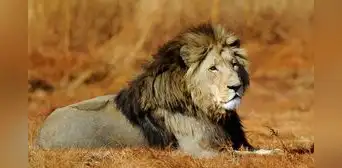 ¿Qué significa soñar con leones? Conoce por qué esto ocurre