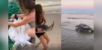 Gisele Bündchen salvó a una tortuga de morir atrapada en una red de pesca Gisele Bündchen salvó a una tortuga de morir atrapada en una red de pesca
