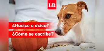 ¿‘Hocico’ u ‘ocico’? Conoce cómo se escribe esta palabra y qué significa ¿‘Hocico’ u ‘ocico’? Conoce cómo se escribe esta palabra y qué significa