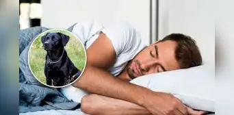 ¿Debo preocuparme si me tocó soñar con un perro negro? ¿Debo preocuparme si me tocó soñar con un perro negro?