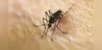 ¿Qué hacer para eliminar los zancudos y mosquitos de mi casa?: truco efectivo ¿Qué hacer para eliminar los zancudos y mosquitos de mi casa?: truco efectivo