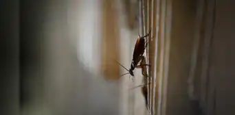 ¿Cómo eliminar las cucarachas de mi casa? 8 remedios caseros para matar estos insectos ¿Cómo eliminar las cucarachas de mi casa? 8 remedios caseros para matar estos insectos
