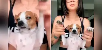 Perro muestra su aburrimiento cuando su dueña quiere bailar con él y hace reír en TikTok Perro muestra su aburrimiento cuando su dueña quiere bailar con él y hace reír en TikTok
