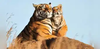 Soñar con tigres: ¿cuáles son las razones y su significado?