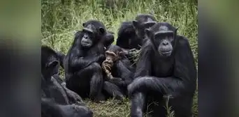Soñar con monos: ¿cuáles son los significados que tiene?