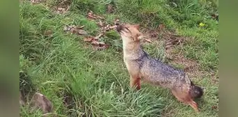 Run Run ya tiene nuevo hogar donde las personas podrán visitarlo