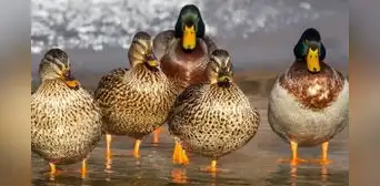 Soñar con patos: ¿la aparición de estas aves se relaciona con algo positivo?