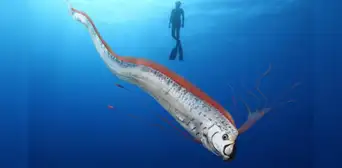 Pez remo: datos curiosos del animal que, según la cultura japonesa, anuncia terremotos Pez remo: datos curiosos del animal que, según la cultura japonesa, anuncia terremotos