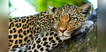 Soñar con leopardos: ¿la aparición de estos felinos se vincula con algo positivo?