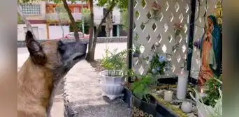 “La rosa de Guadalupe” y su capítulo más emotivo: perro pide milagro a la virgen “La rosa de Guadalupe” y su capítulo más emotivo: perro pide milagro a la virgen
