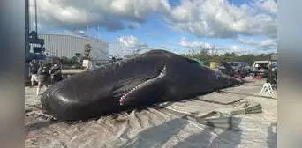 Un cachalote aparece muerto a orillas de una playa en Florida Un cachalote aparece muerto a orillas de una playa en Florida