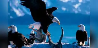 Soñar con águilas: ¿la aparición de estas aves se asocia a la buena suerte?