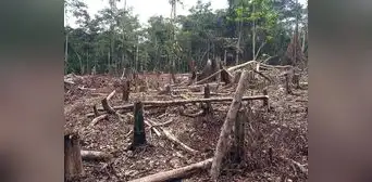 Perú perdió bosques de la Amazonía equivalentes a más de la mitad de Lima Metropolitana en 2022 Perú perdió bosques de la Amazonía equivalentes a más de la mitad de Lima Metropolitana en 2022