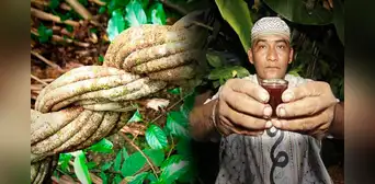 Ayahuasca: ¿qués es y en que consiste su ritual tan famoso? Ayahuasca: ¿qués es y en que consiste su ritual tan famoso?