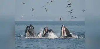 Inicia la temporada de avistamiento de ballenas en Tumbes