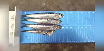Macroconsult: PBI llegaría a -0,3% sin segunda temporada de pesca industrial