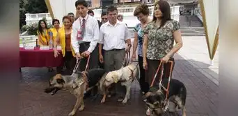 Perros guías en el país: una ley que no se cumple pese a que beneficia a personas ciegas